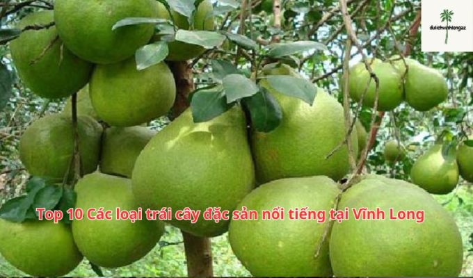 Top 10 Các loại trái cây đặc sản nổi tiếng tại Vĩnh Long